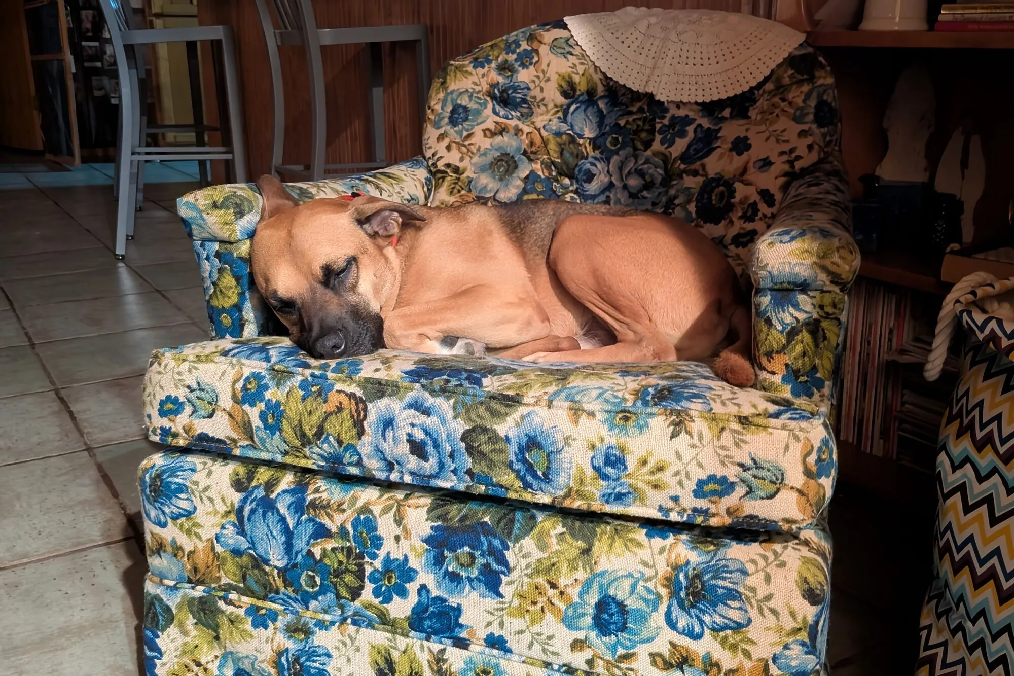 Marty curled up asleep in a blue floral armchair