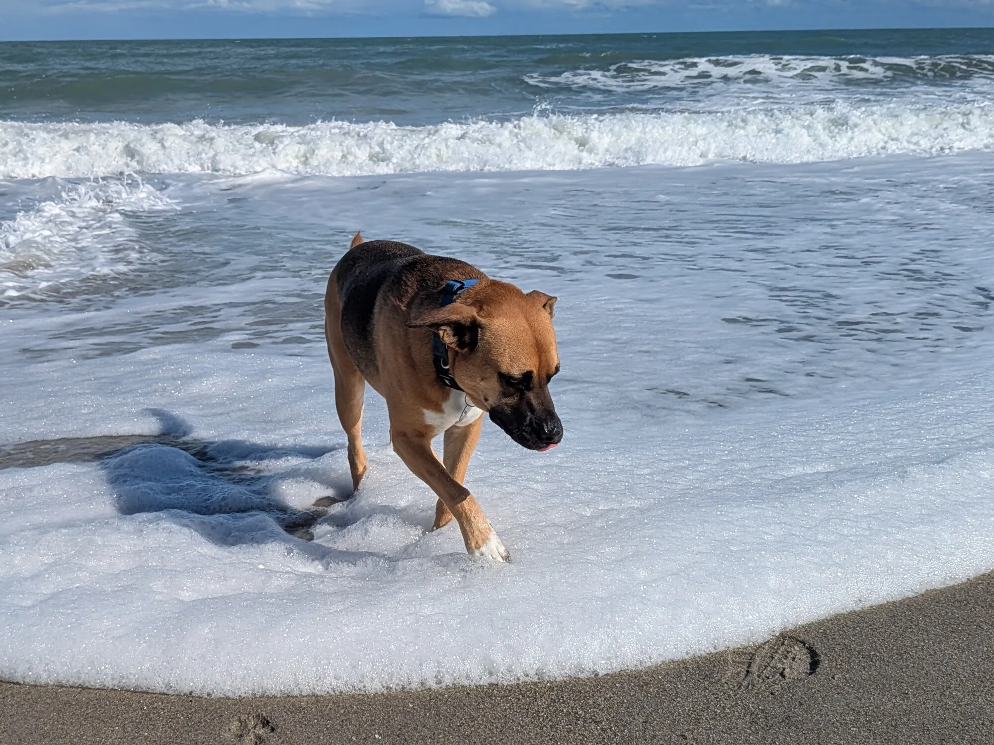 Marty, a tan dog with a white chest, walking through sea foam at the edge of the ocean