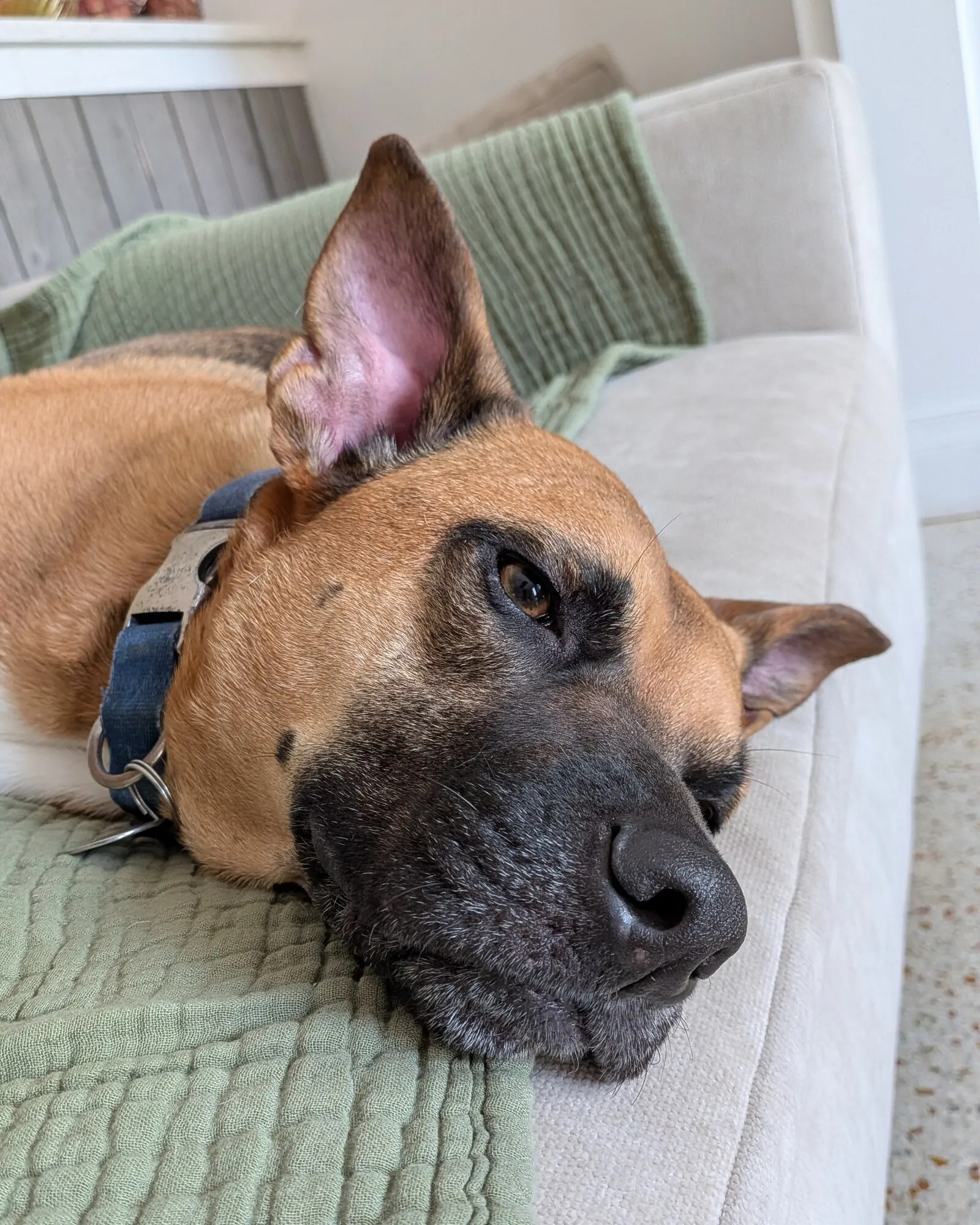 Close-up of Marty resting his chin on a couch, one ear up, looking at the camera