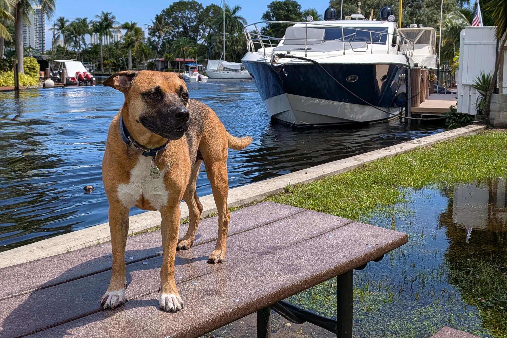 Marty standing on a bench beside a canal, with a large motor yacht moored behind him